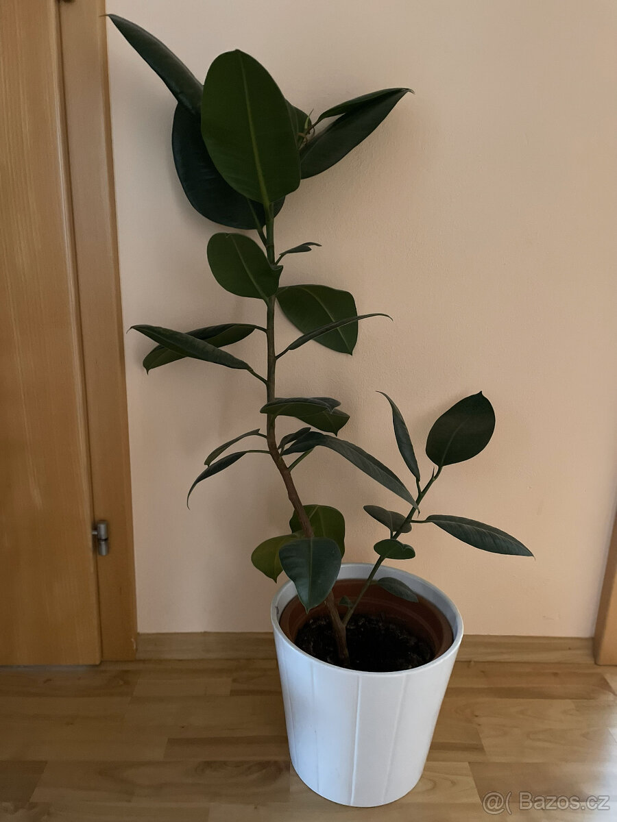 Fíkus - výška cca 90 cm - 3