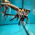Pterophyllum scalare - 3
