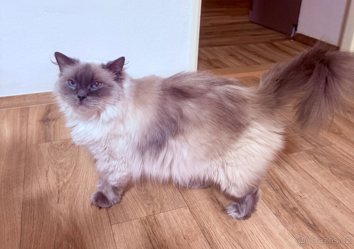 Ragdoll s PP - 3