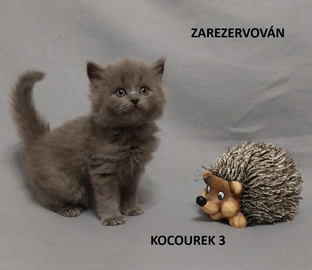 Britská koťátka britské kotě - 3