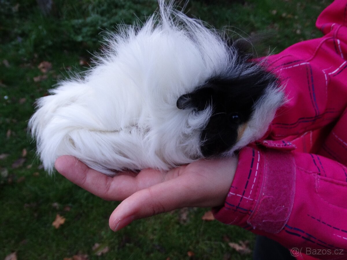 Dlouhosrsté morče, mladý sameček na mazlíka - 3