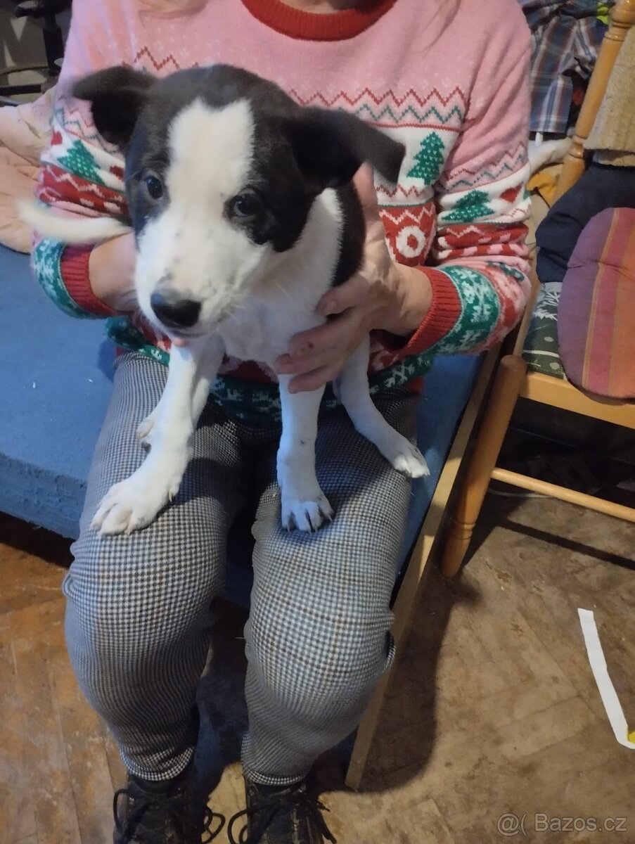 Darujeme štěňátka - 3