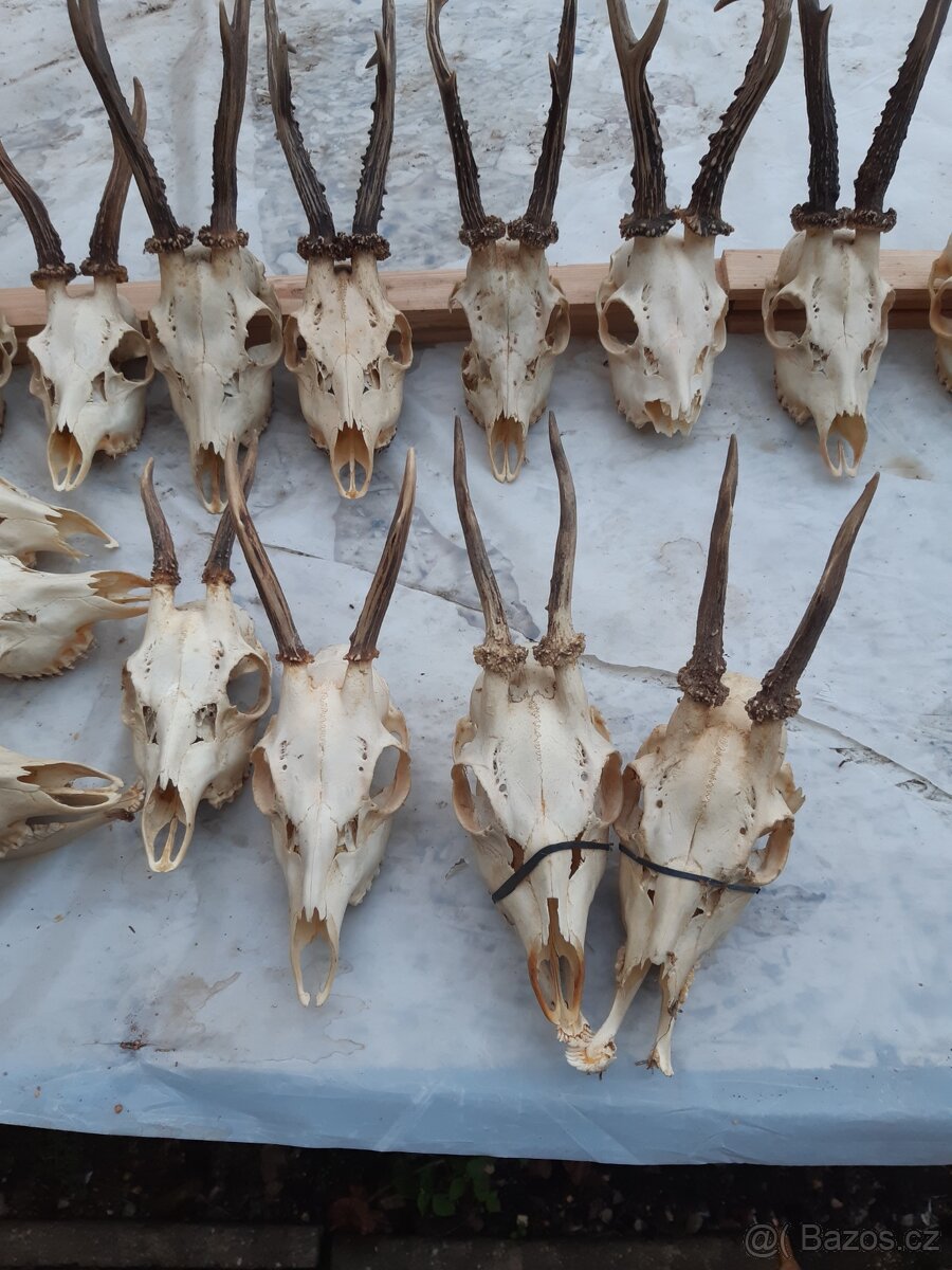 Prodám srnčí paroži - 3