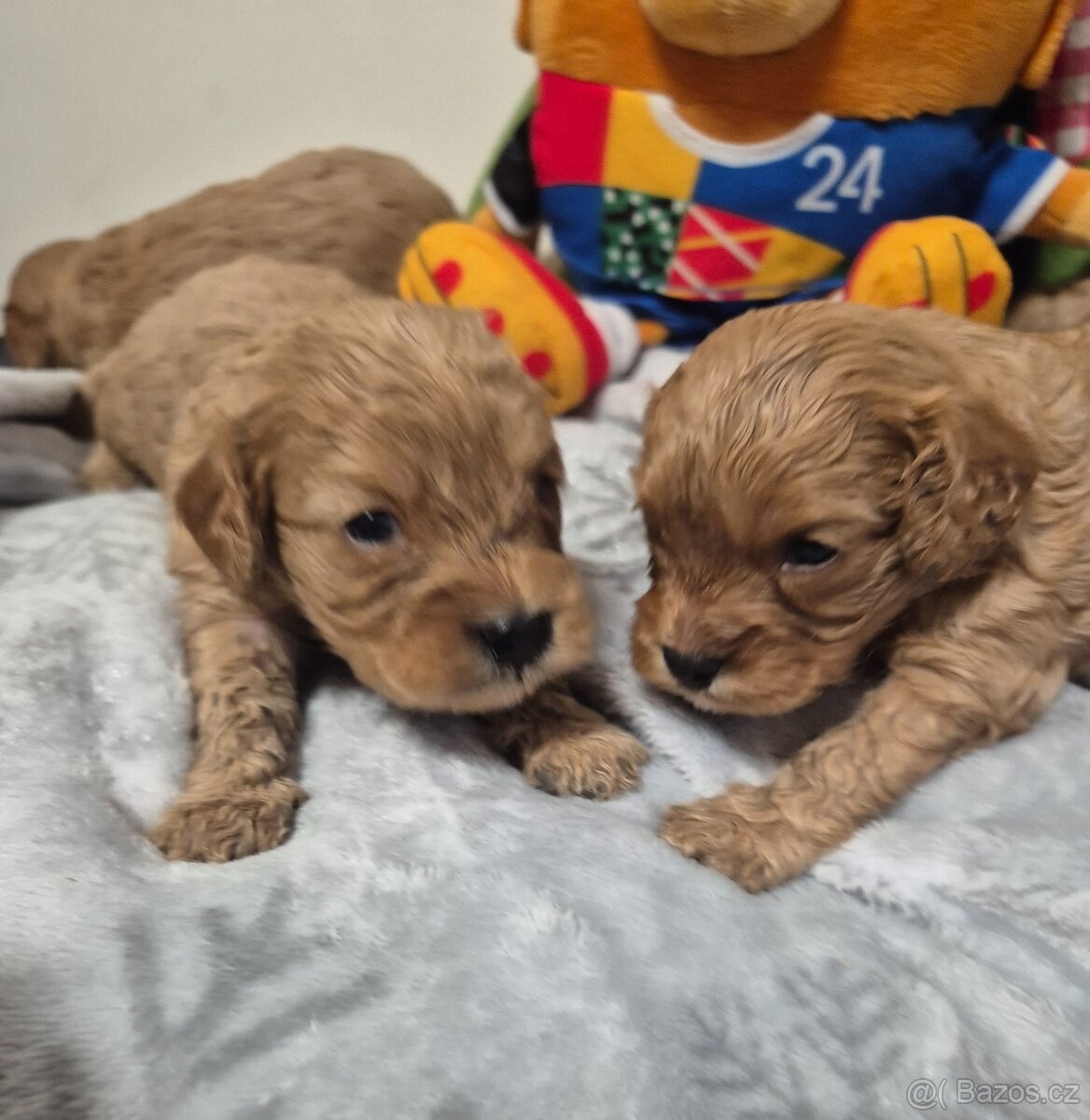 Cavapoo Maltipoo - 3