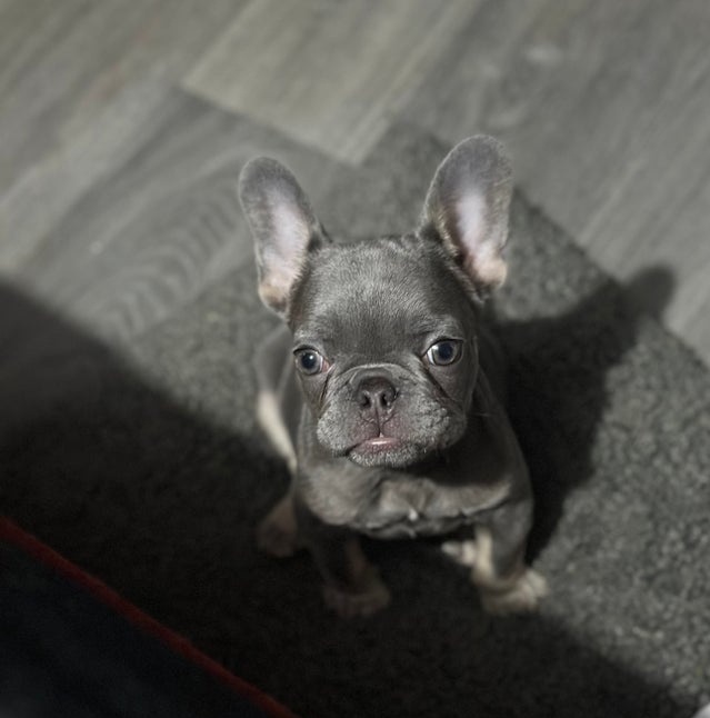 Francouzský buldoček - 3