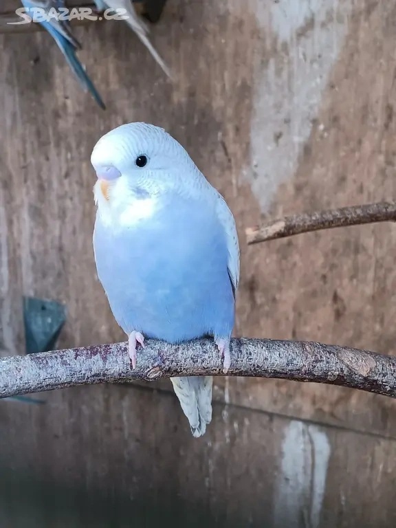 Andulky rok 2025 - okroužkované - 3