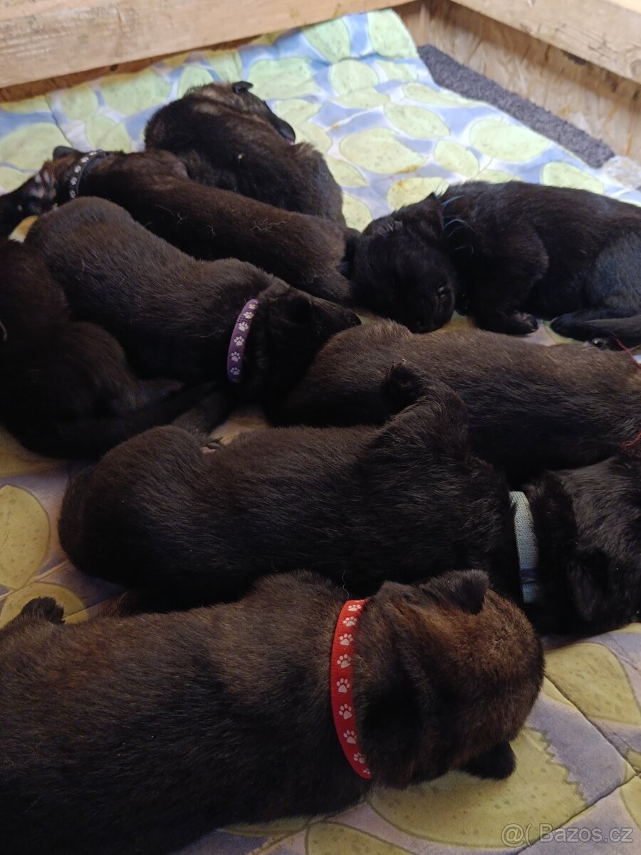 Německý ovčák štěňata - 3