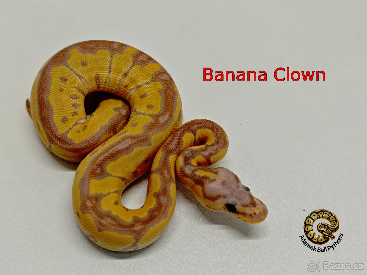 Krajta Královská - 3