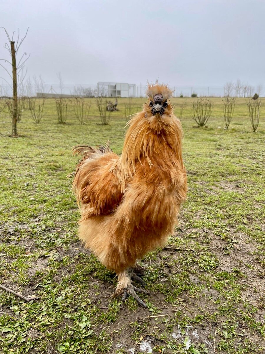 Kohout hedvábničky - 3