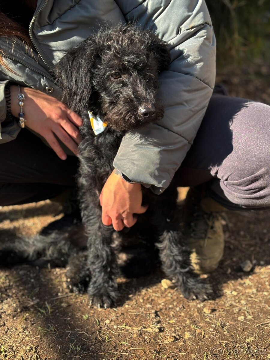 VIKTOREK - štěně, chlapeček cca 5 měsíců - 3