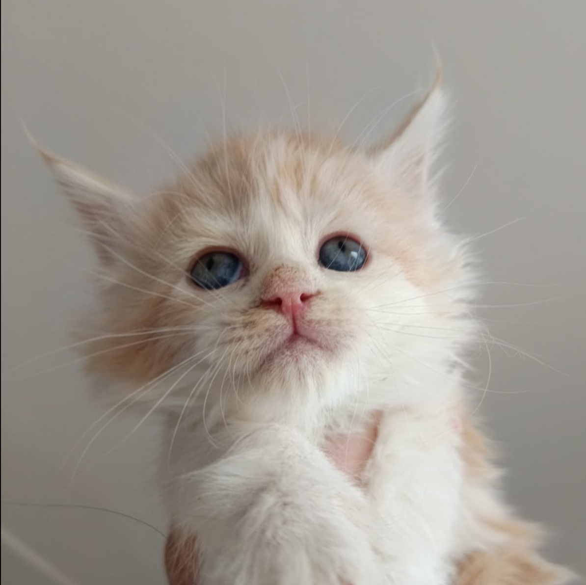 Mainská Mývalí bez PP - 3