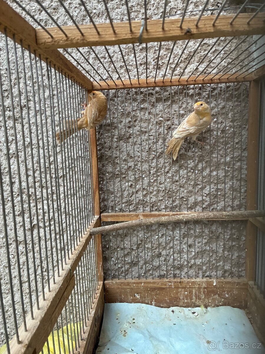 Hýl mexický opal - 3