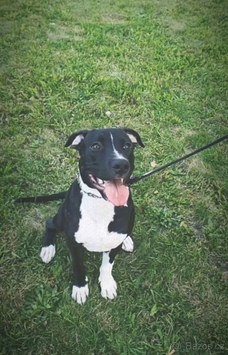 Americký stafordširský teriér - 3