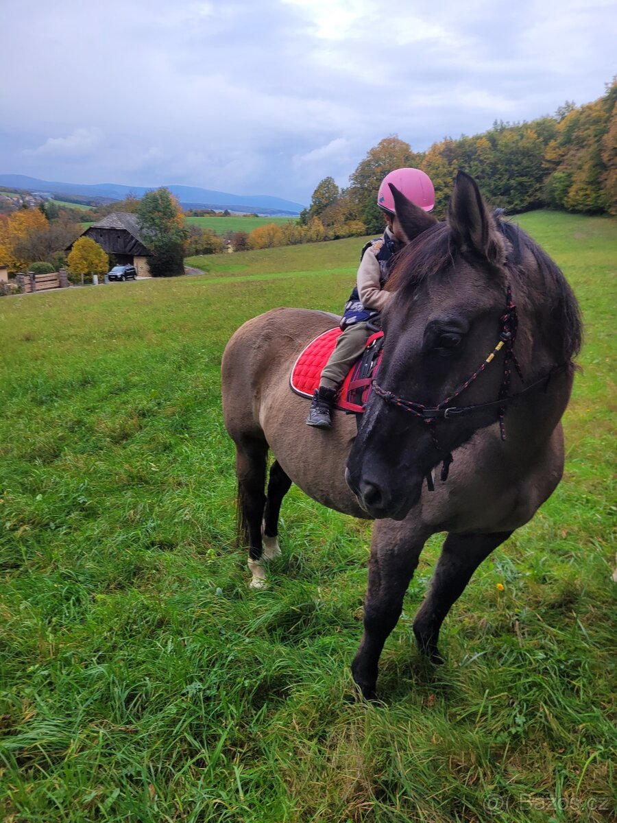 Predám charakterného valacha - 3