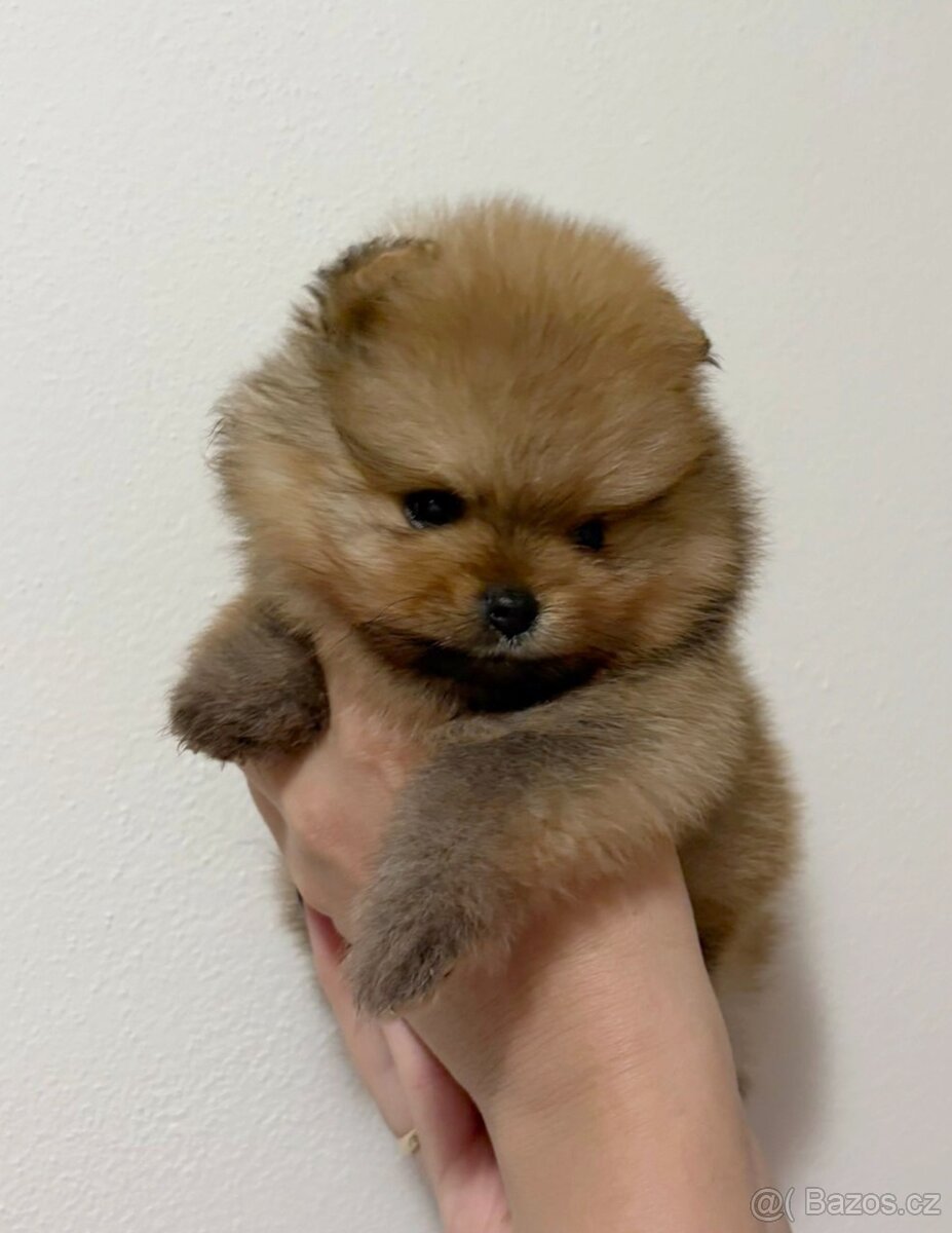Štěňata pomeraniana s PP FCI - 3