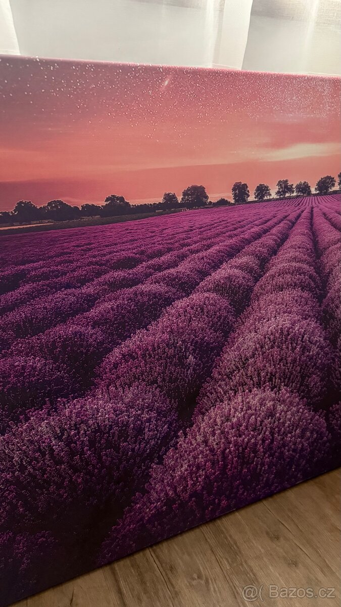 Fotoobraz - Levandulové pole - 3