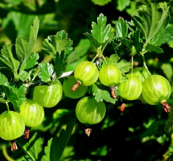 Angrešt keřový červený a bílý - 3