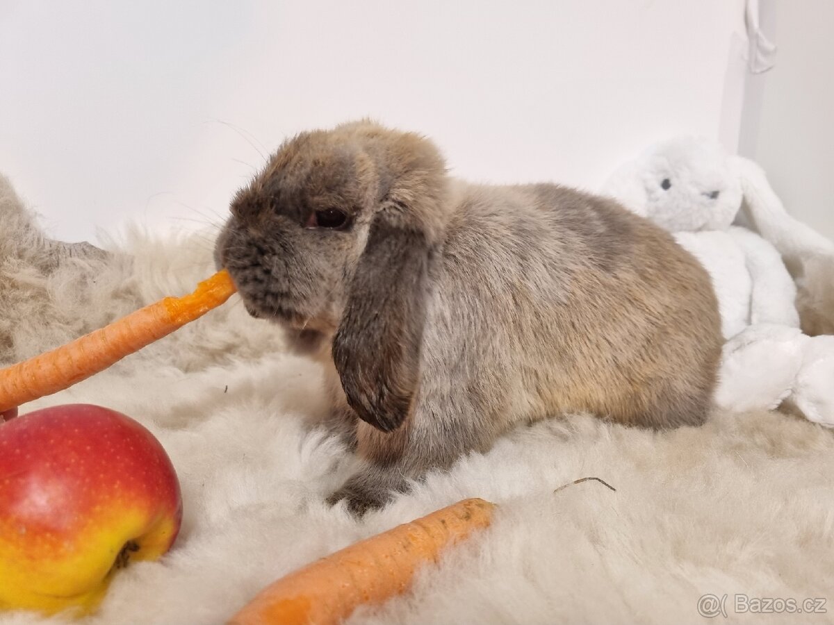 Zakrslý beránek kuní modrý - 3