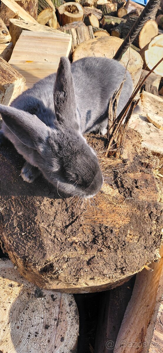 Samice králíka - 3