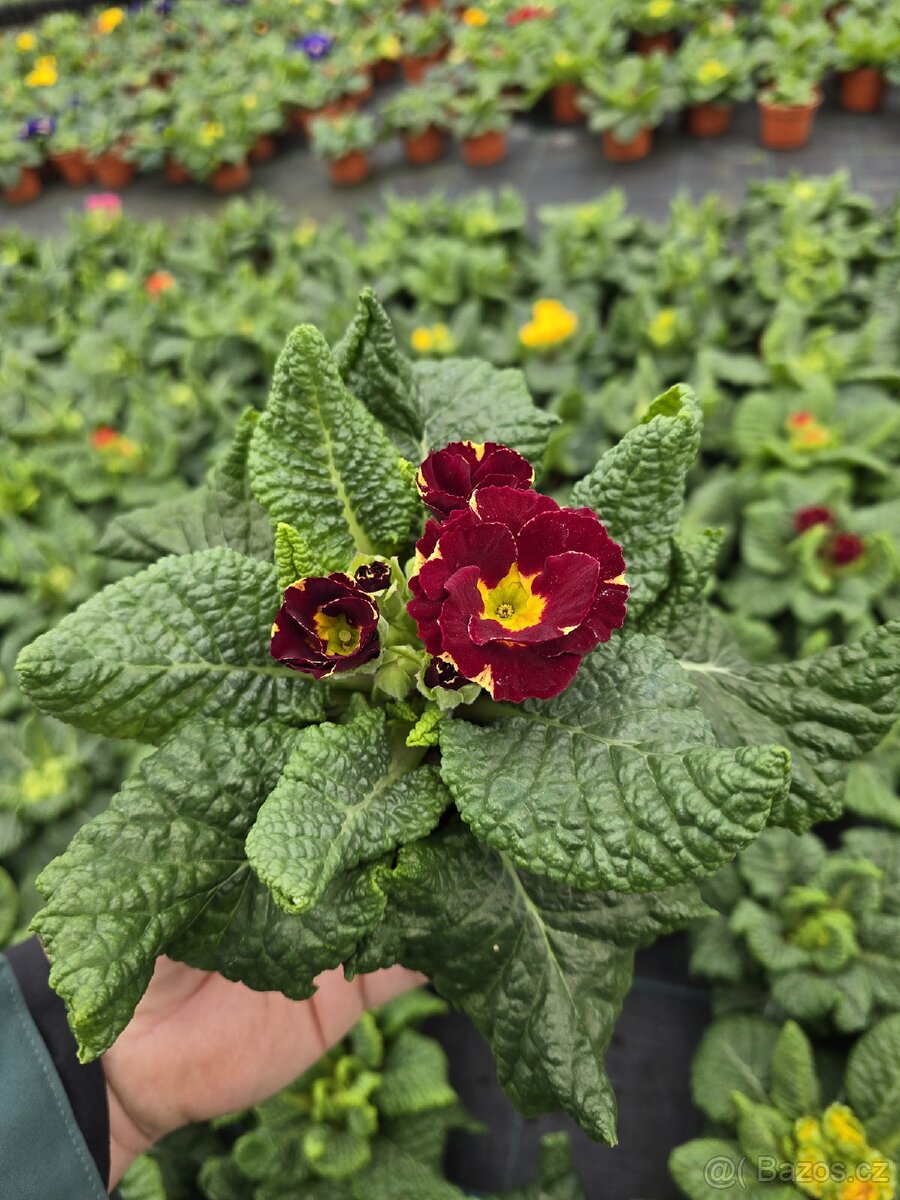 🌸 SAZENICE JARNÍCH KVĚTIN 🌸 - 3