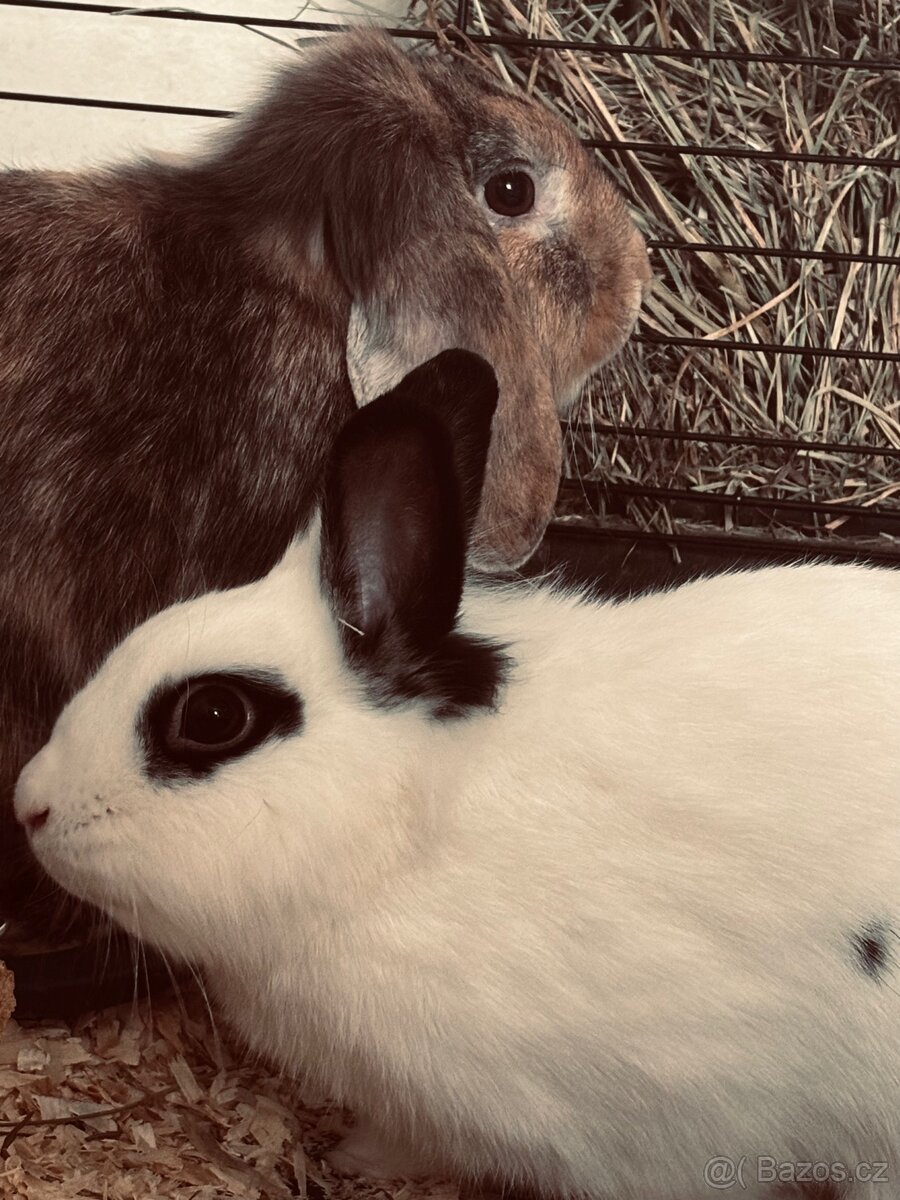 Zakrslý králík - 3