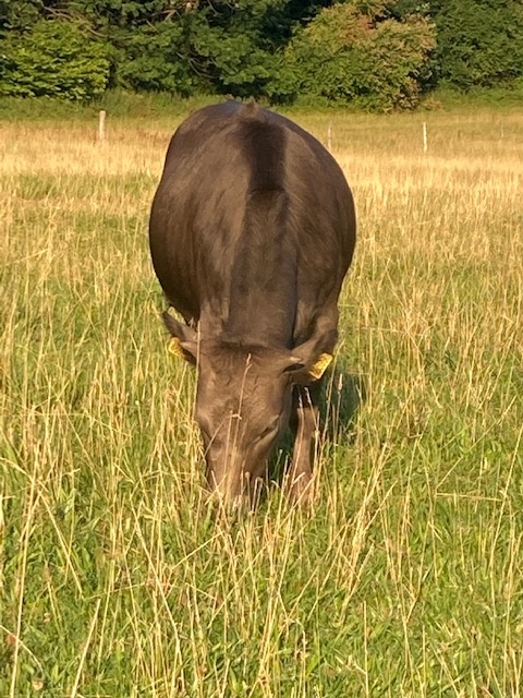 Dahomey – jalovička - 3