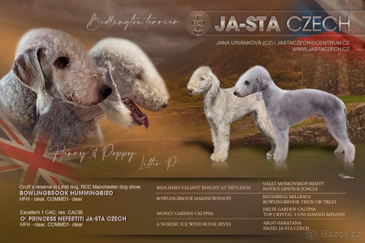 Bedlington terier, Mr.Blue je pejsek s PP - 3