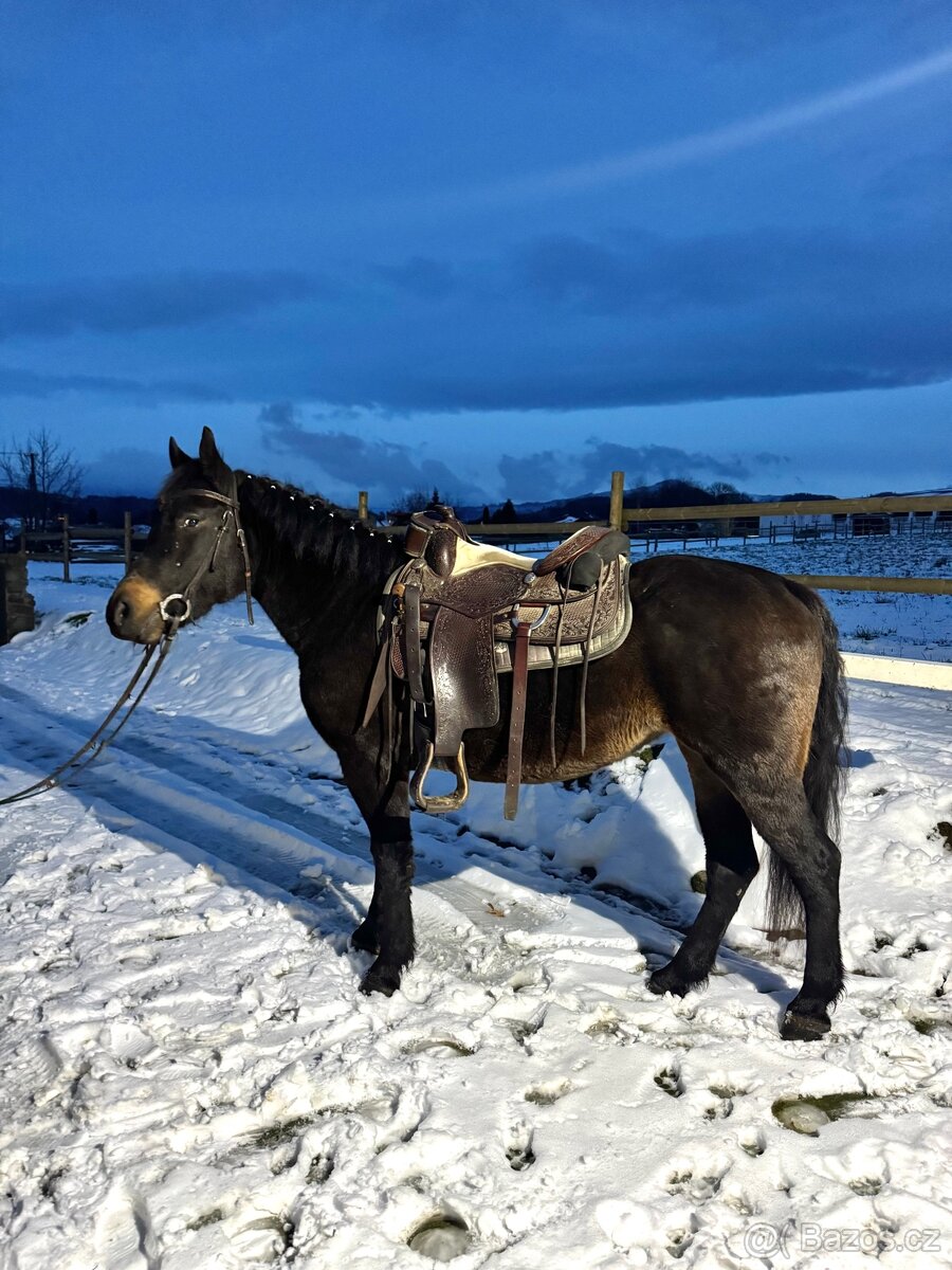 Kobyla 5 let na prodej - 3