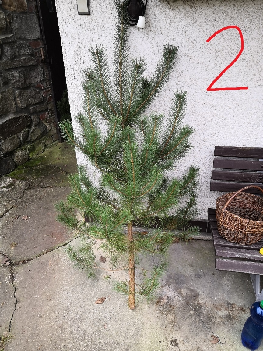 Vánočný stromek, stromky borovice, levně - 3