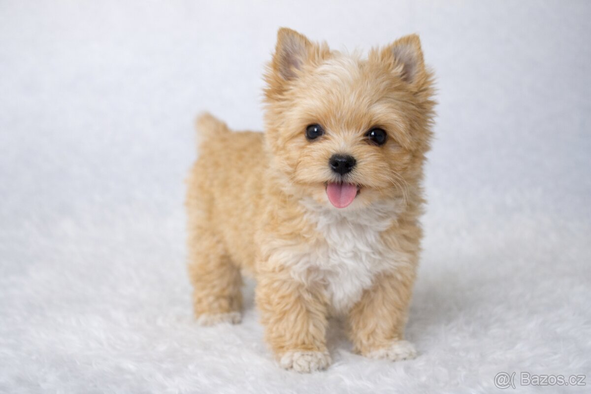 yorkshire terrier s PP - 3
