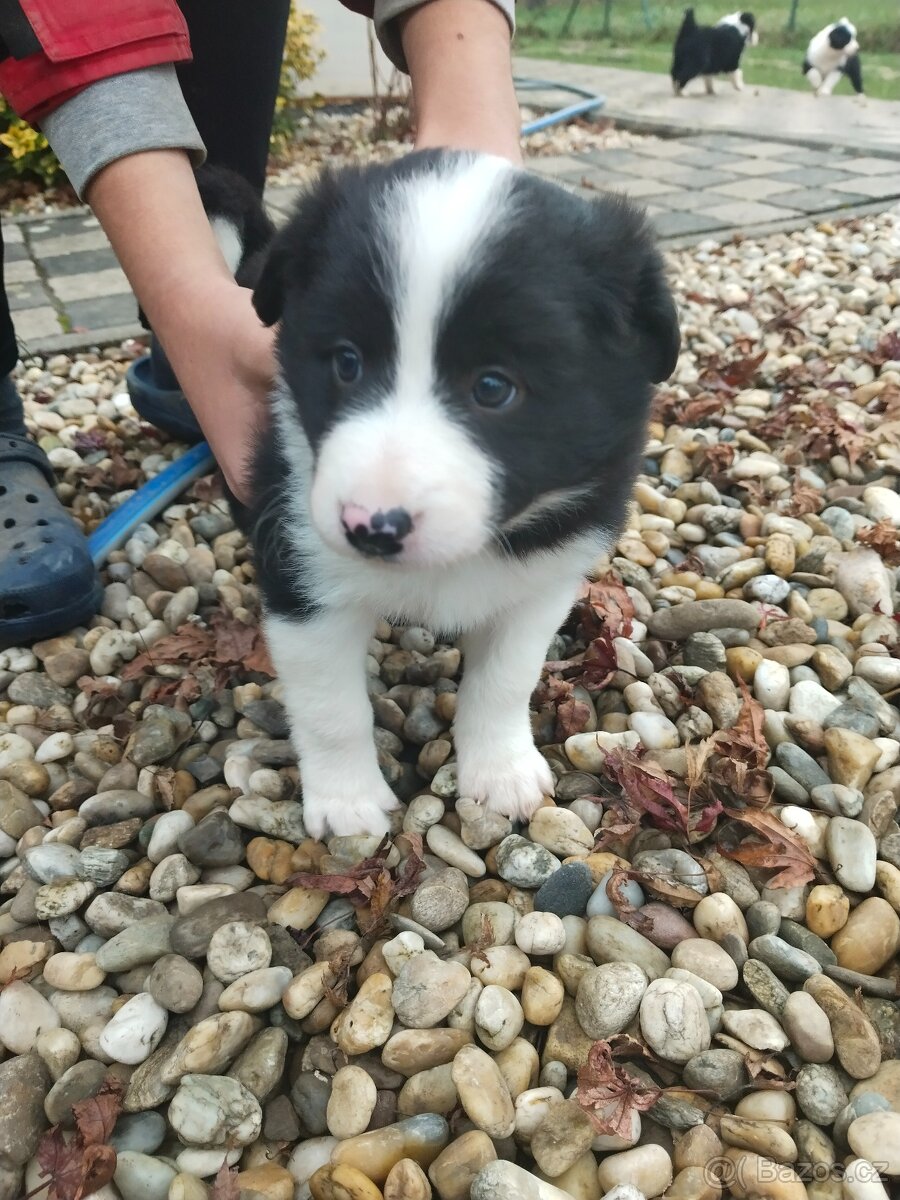 Border kolie dlouhosrstá - 3