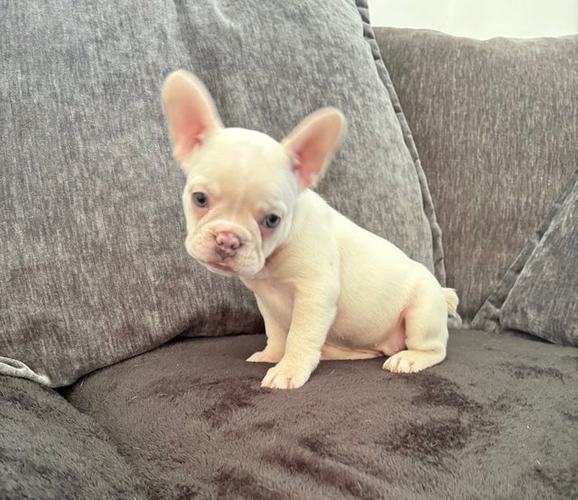 Francouzský buldoček - 3