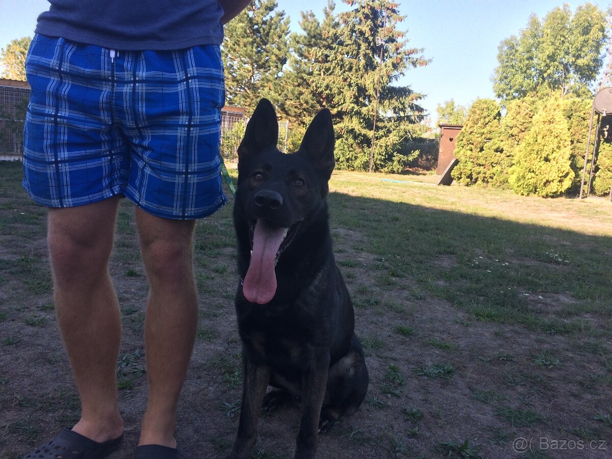 Německý ovčák štěńata celočerná a vlkošedá - 3