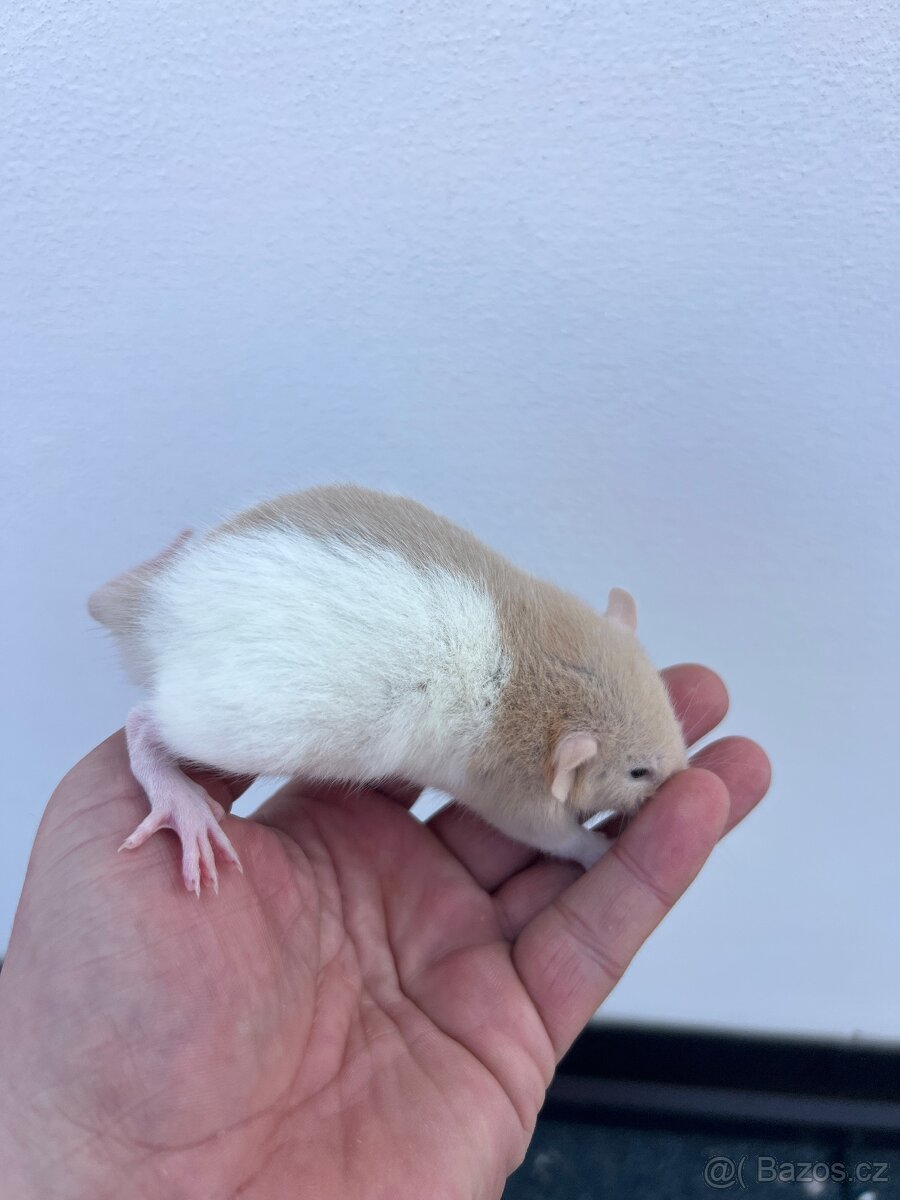 Potkan Dumbo - 3