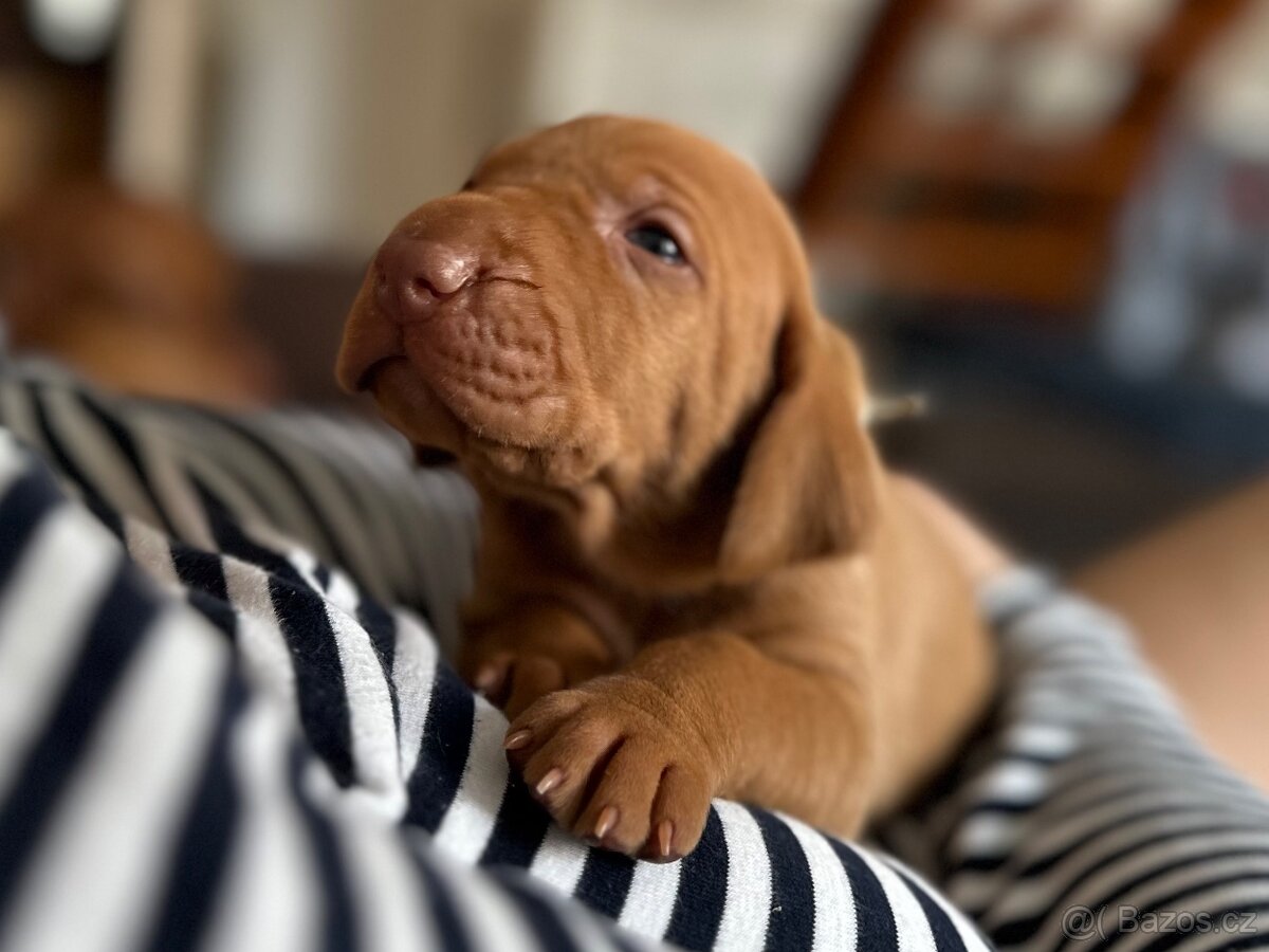 Maďarský ohař krátkosrstý - 3