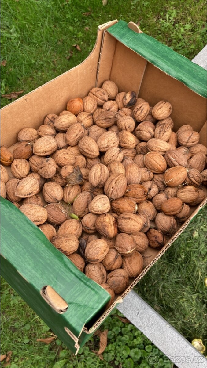 Vlašské ořechy 2025 - 3