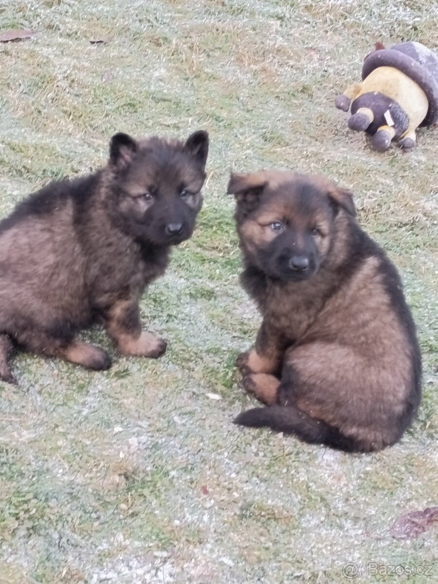 Německý ovčák s PP - 3