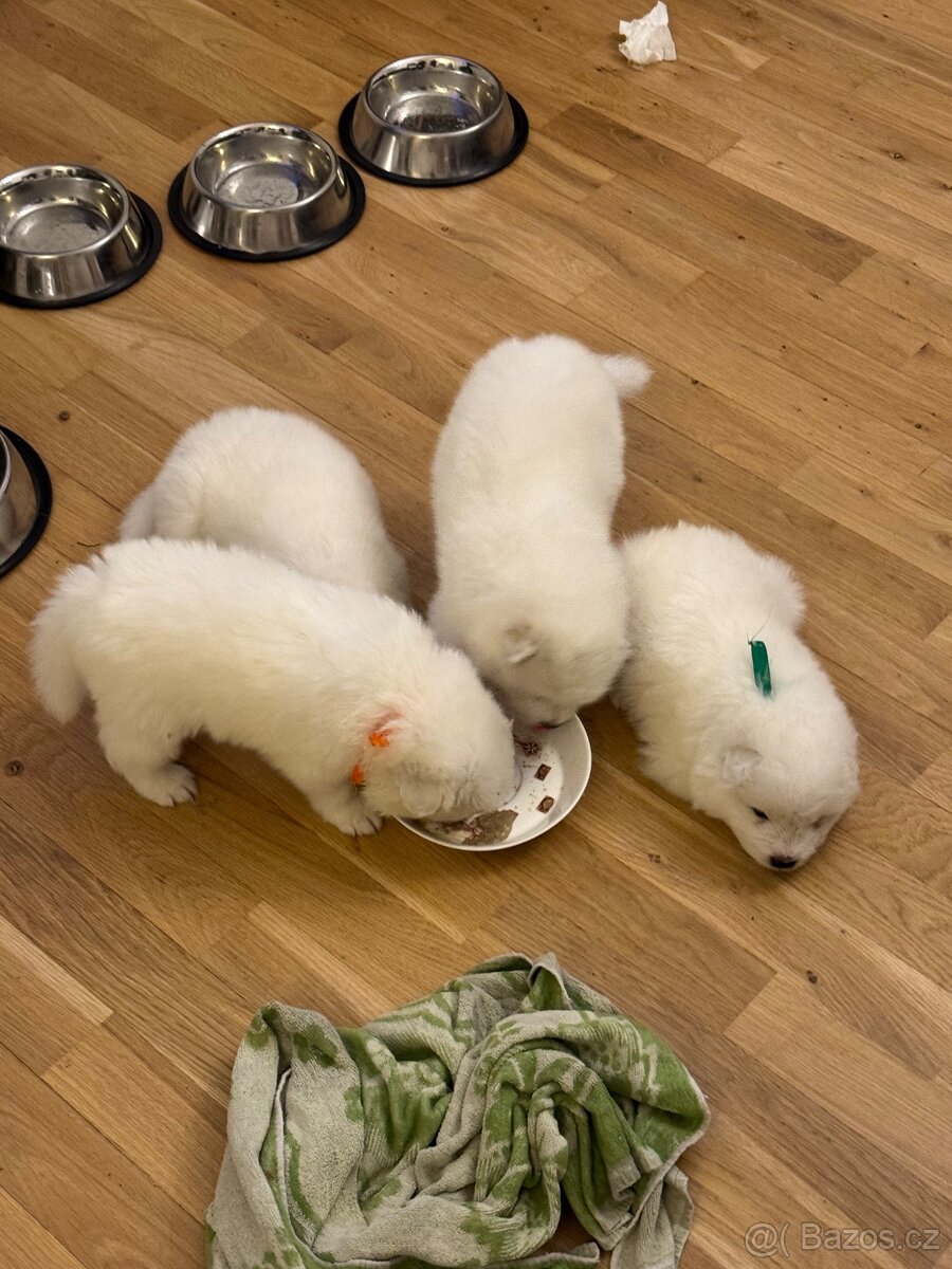 Samojed – Poslední štěně (s PP) - 3