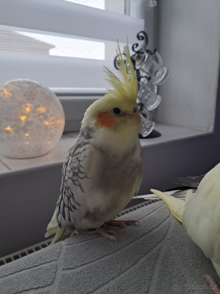 Ručně dokrmené korely. - 3