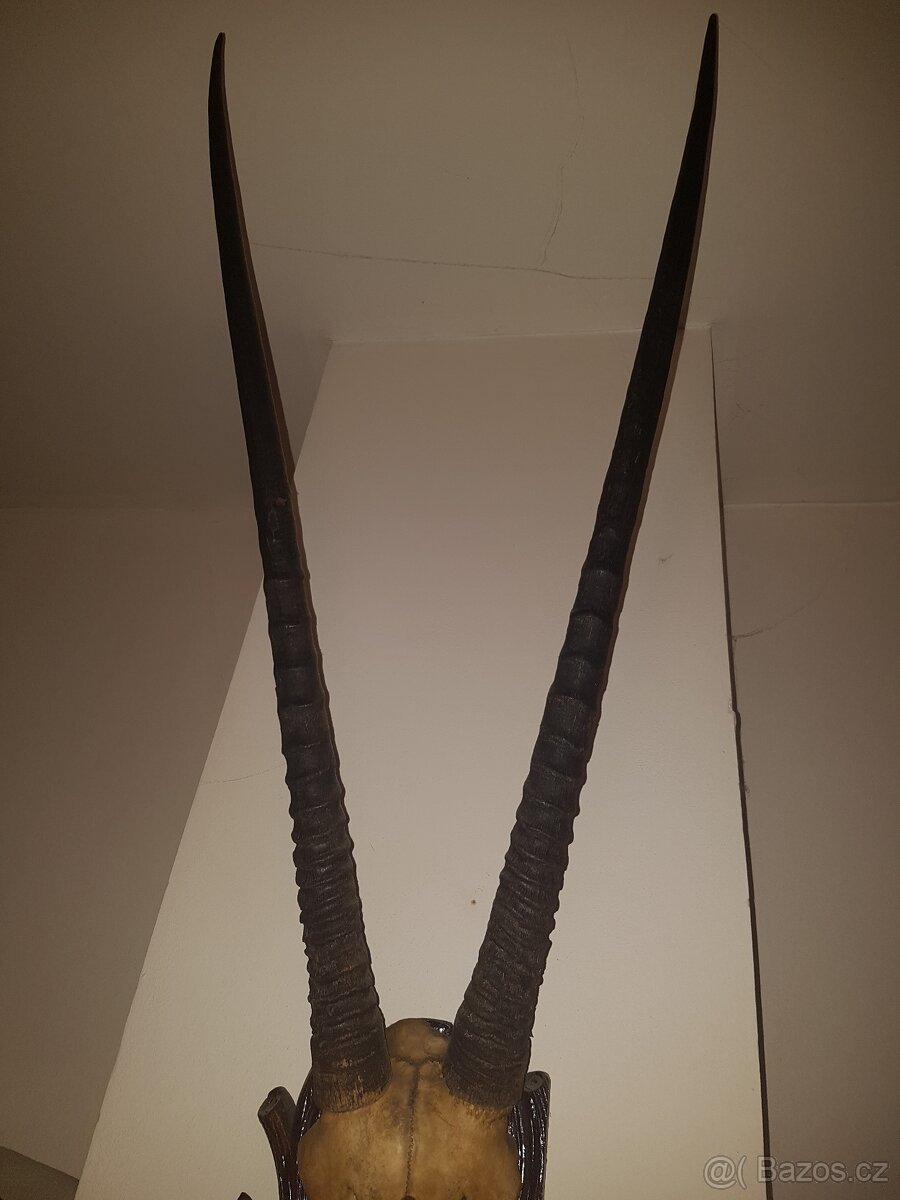 Trofej antilopa oryx - 3