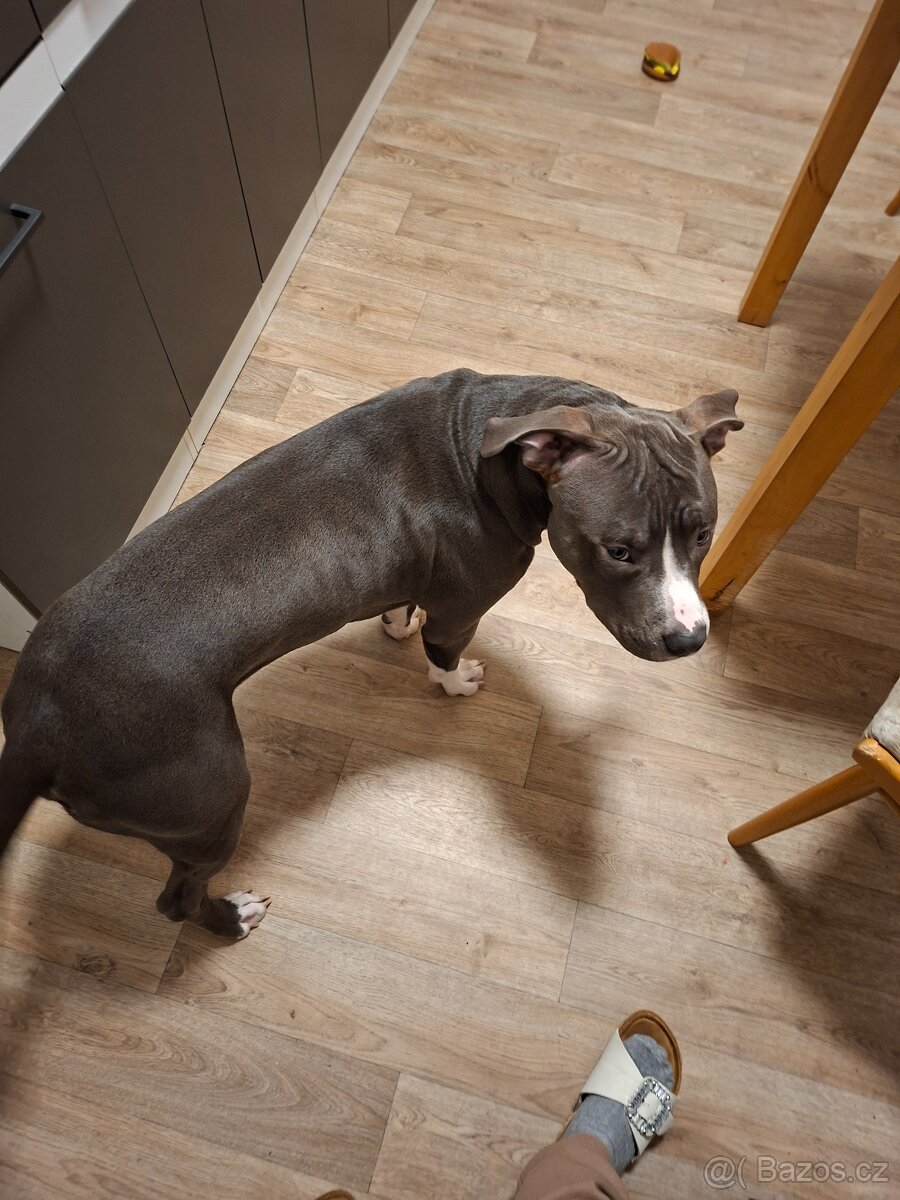 Prodám štěně Americký staford 8měsíců. - 3