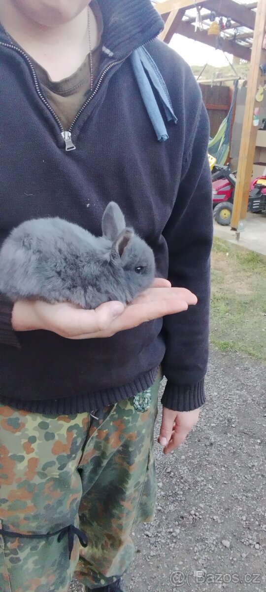 Zakrslý králíček - 3
