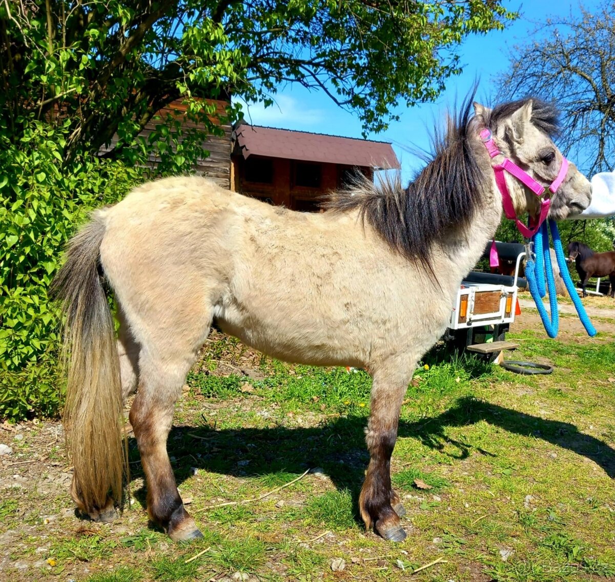 Hřebeček pony - 3