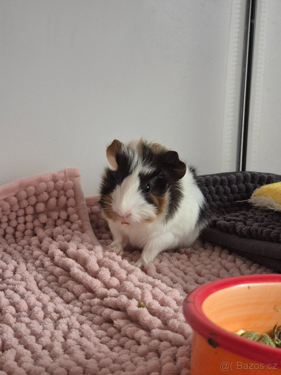 Morčecí kluci k adopci - 3