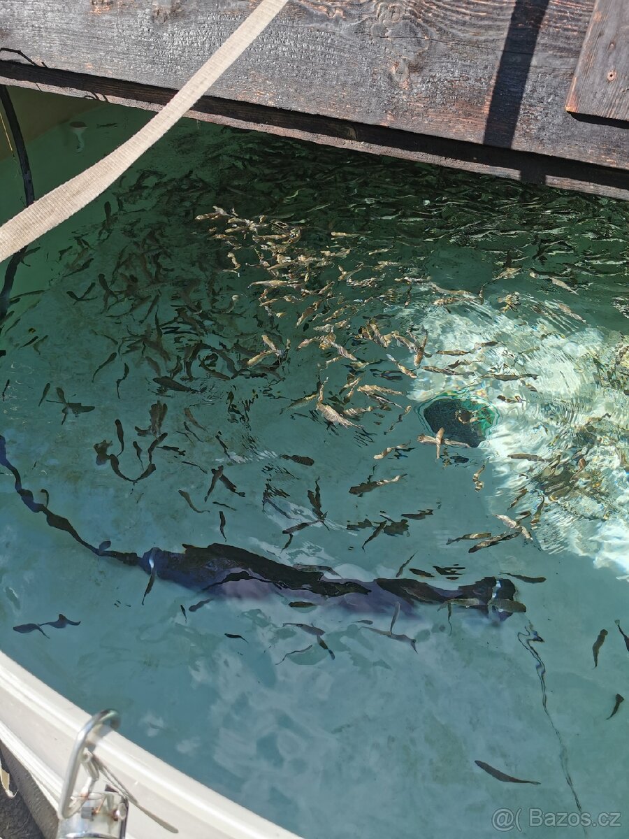 Nasada pstruha duhového, jesetera a úhoře - 3