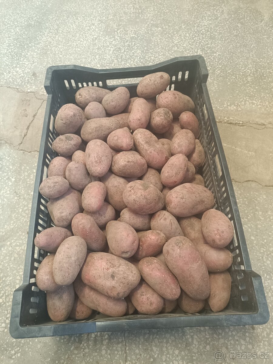 Červené brambory Laura - 3