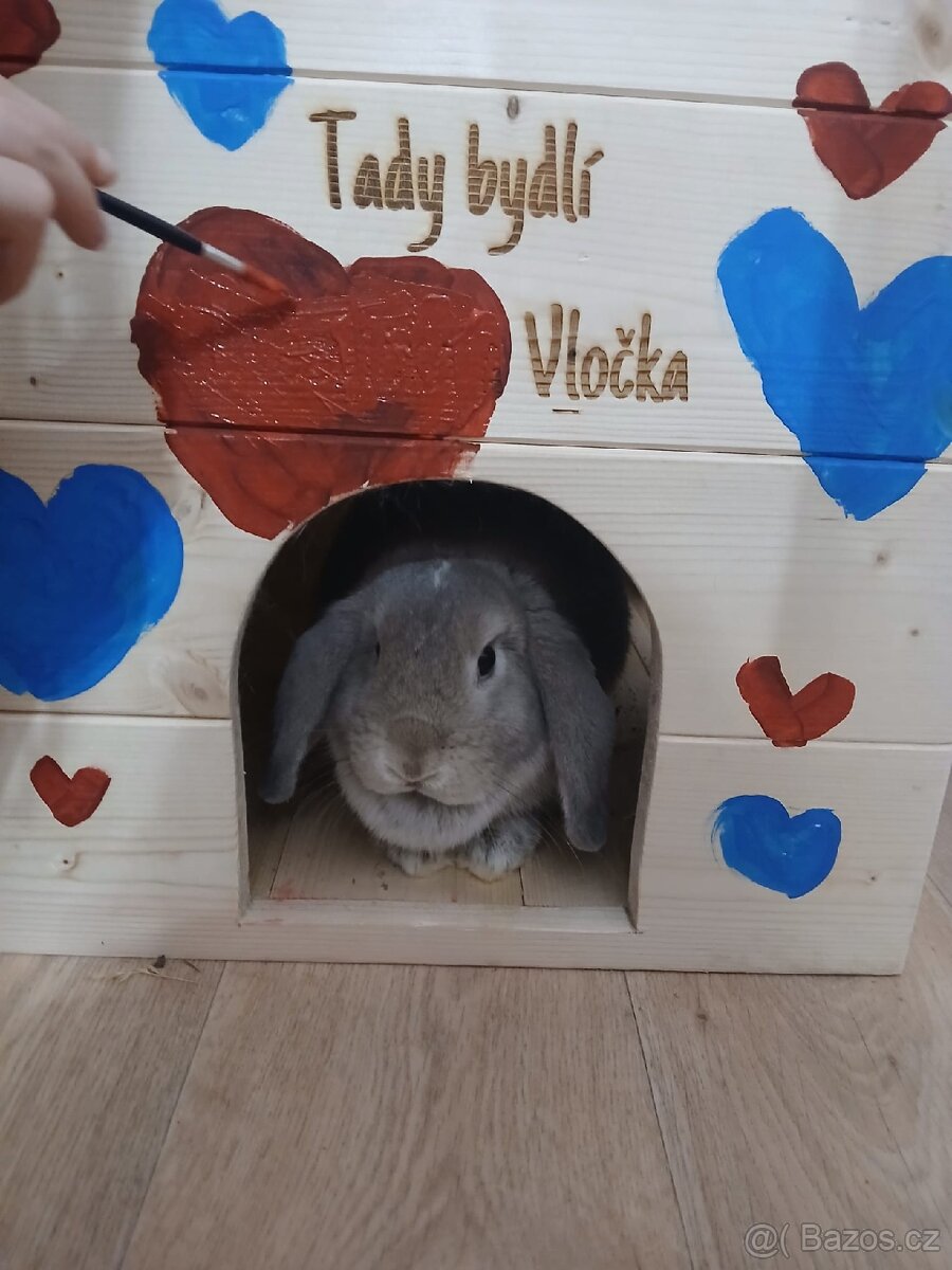 Králíček zakrslý Minilop - 3