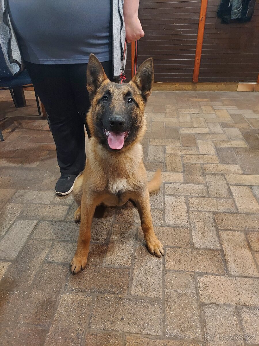 Malinois pes 6,5 měsíců s PP - 3