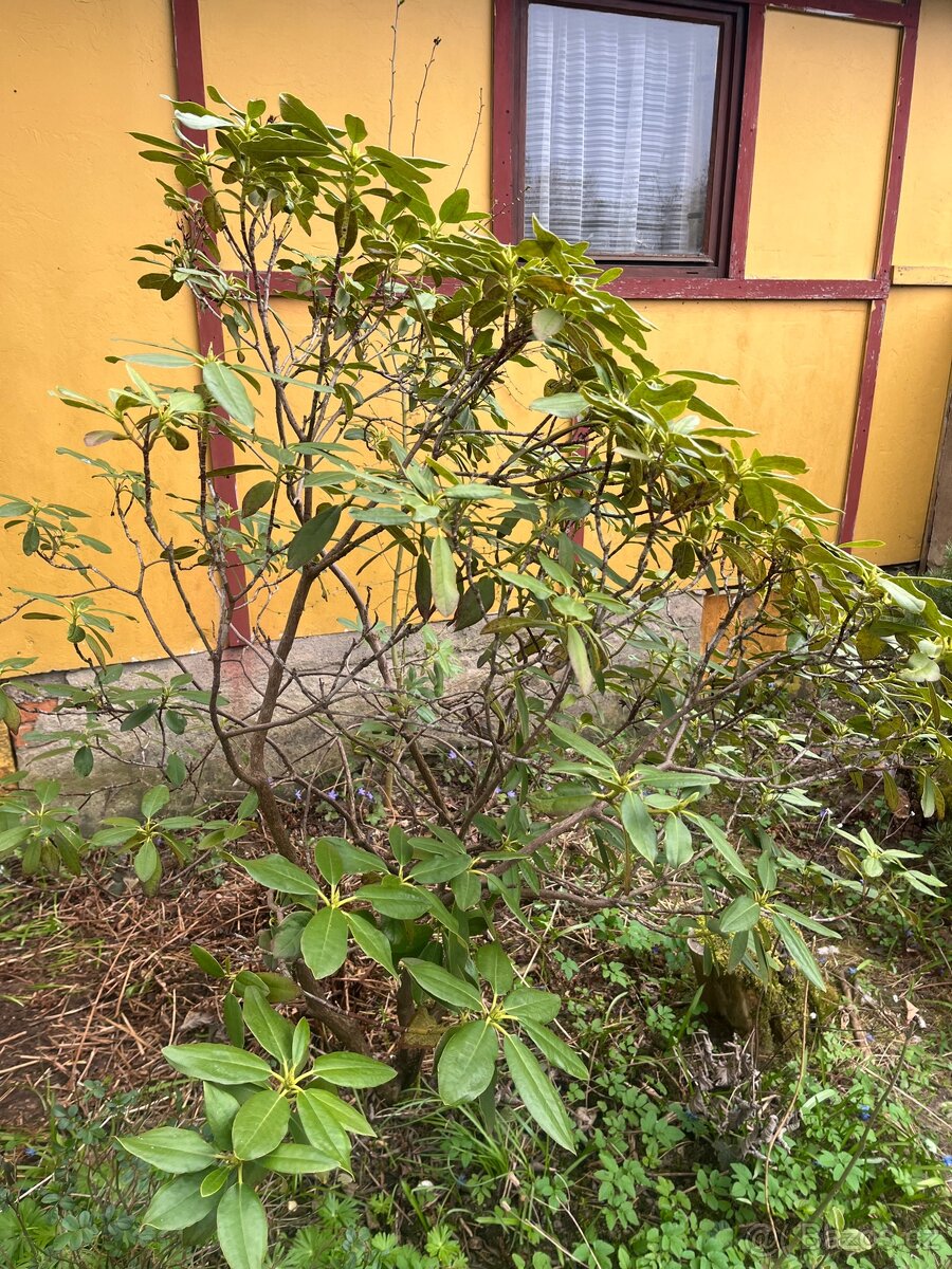 Rododendron 160 cm - 3