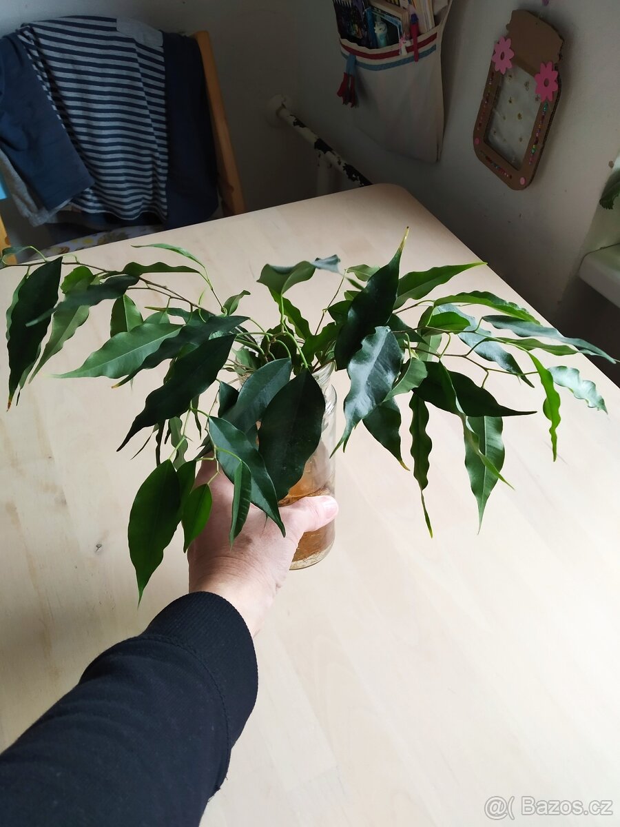 Fikus Benjamin zakořeněné řízky - 3